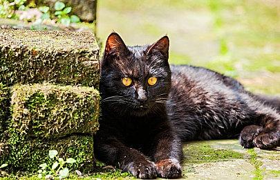 《宝可梦传说：阿尔宙斯》免费更新“洗翠黎明”28日发布